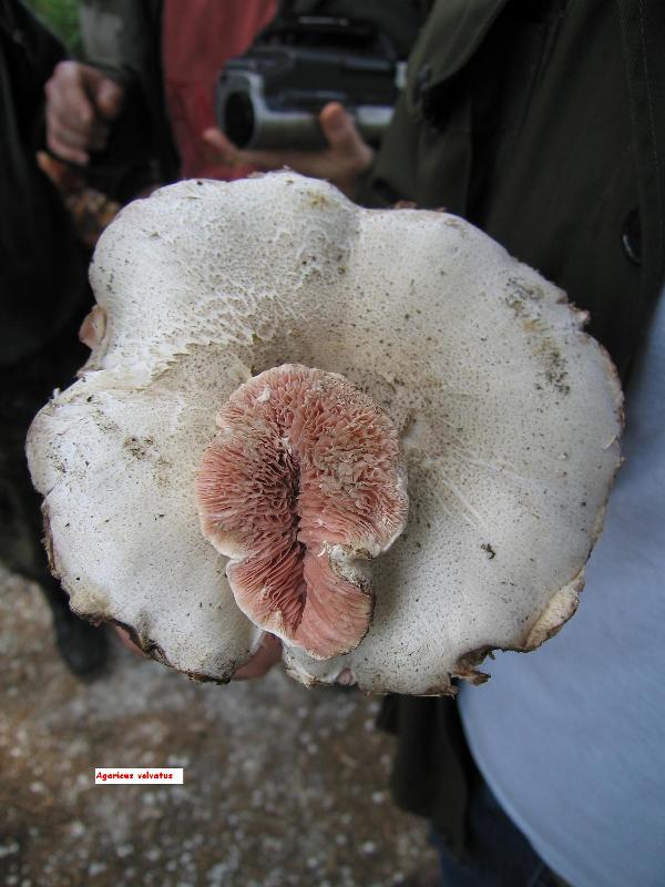 Funghi what a love